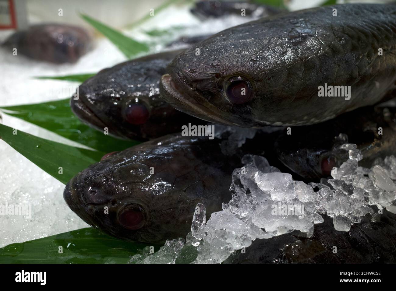 La testa di serpente a righe, i pesci di serpente, la Channa striata e vari pesci freschi sul ghiaccio nel supermercato di Yogyakarta, Indonesia. Foto Stock