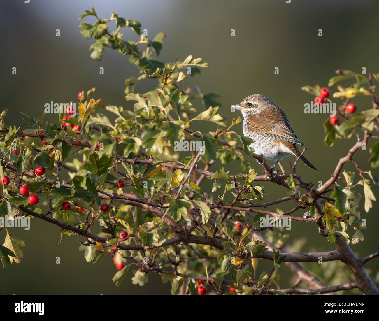 Shrike Lanius collurio con il dorso rosso un giovane che scansiona oggetti preda dalla cima di un cespuglio di biancospino, Norfolk nord-occidentale, regno unito. Foto Stock