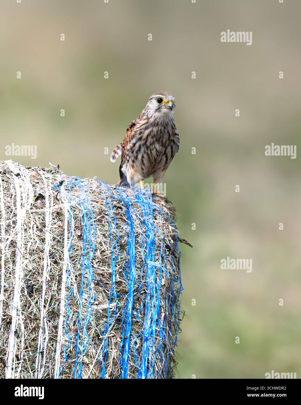 Comuni tunnuncoli Kestrel Falco appollaiati su una balla di fieno che scansiona piccoli mammiferi, North Norfolk, Regno Unito Foto Stock