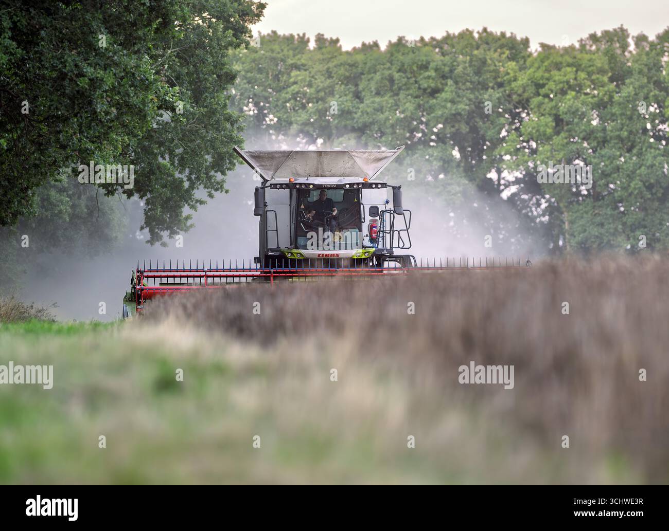 Una mietitrebbia Claas che raccoglie un raccolto in un'azienda agricola del Nord Norfolk, Regno Unito Foto Stock