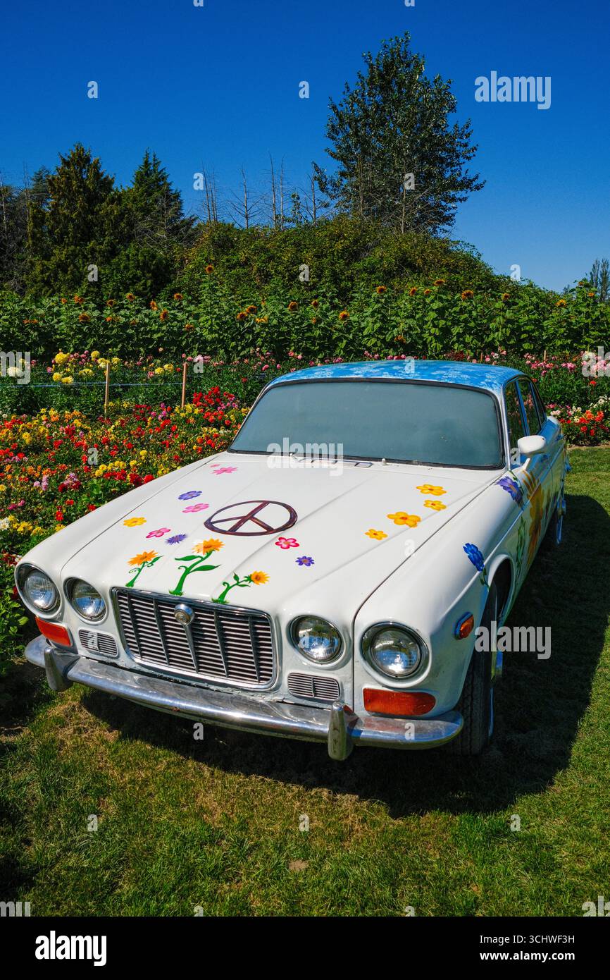 Una Jaguar d'epoca con un cartello di pace e lavori di verniciatura fioriti in un campo di girasoli e giardino, Richmond, British Columbia. Foto Stock