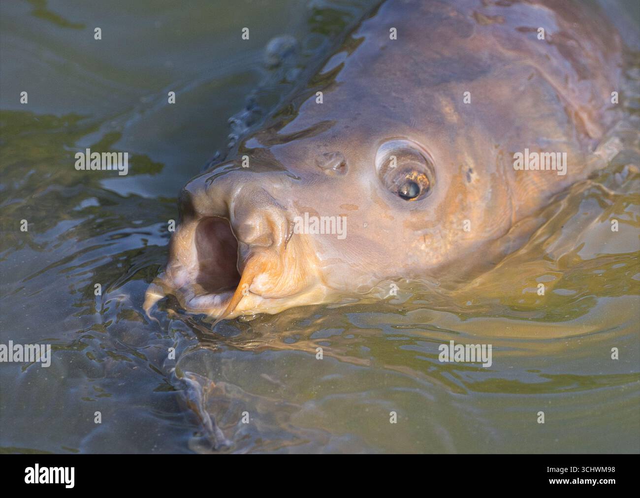 un primo piano della testa di una grande carpa che esce dall'acqua. La sua bocca è spalancata e c'è spazio per il testo nell'acqua circostante Foto Stock