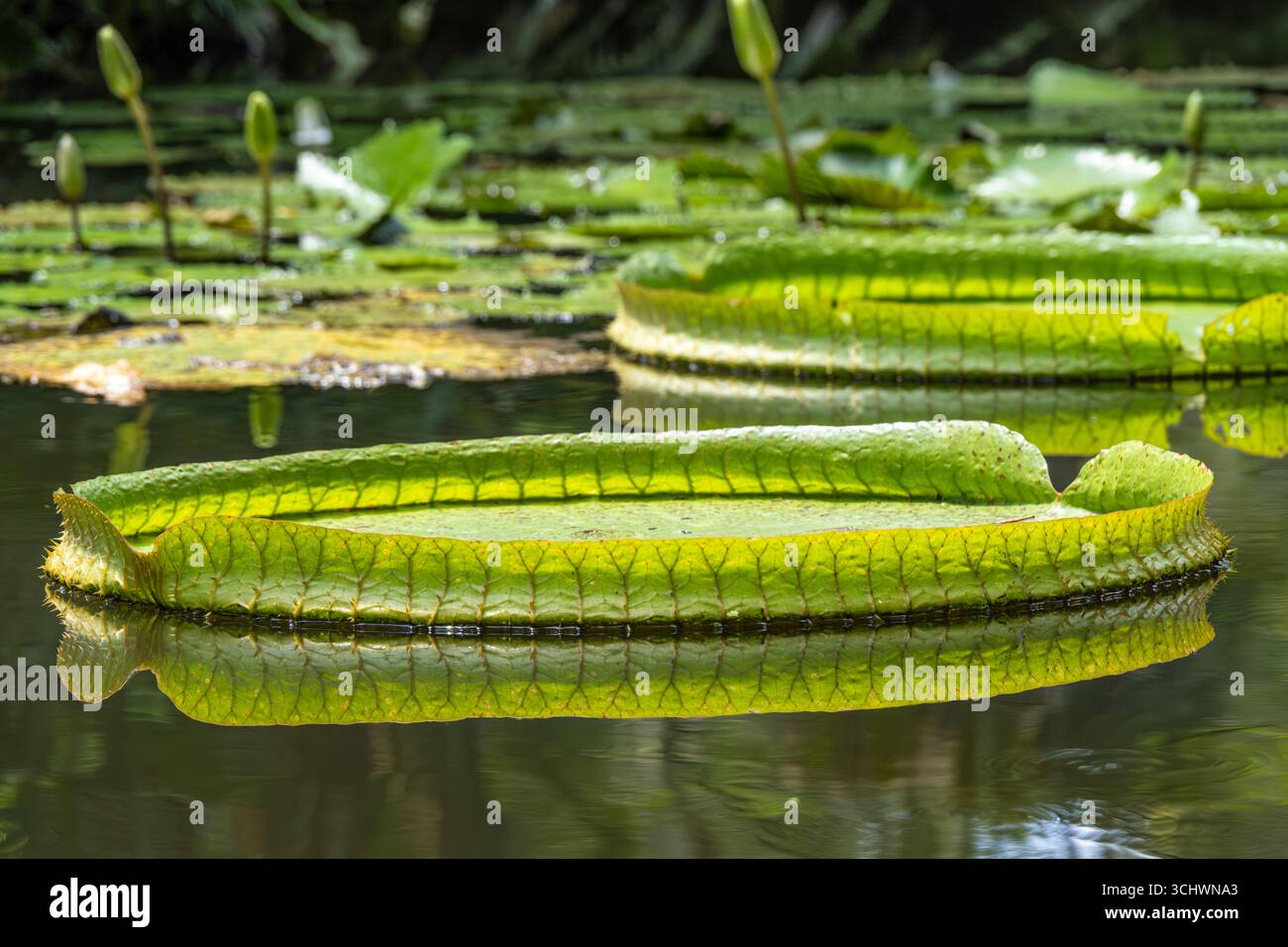 Le piazzole galleggianti su uno stagno dei giardini botanici Kanapaha di Gainesville, Florida. (USA) Foto Stock