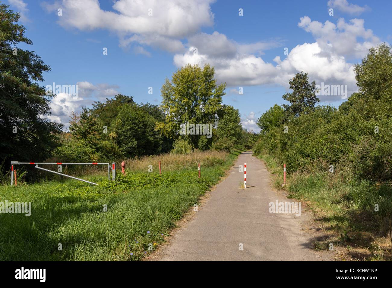 Nella foresta sulla riva del Big Lake, Torgau, Germania Foto Stock