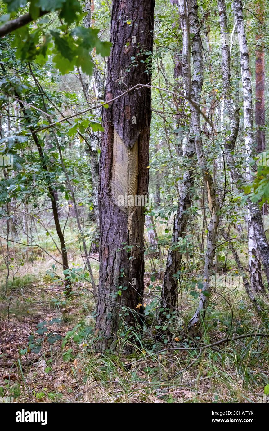 Albero con cicatrice nella corteccia di estrazione tradizionale delle dimissioni. Foto Stock