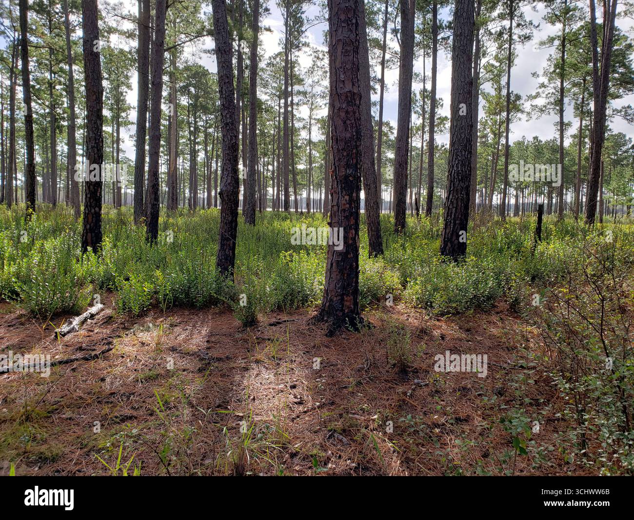 Florida Pine Flatwoods l'ambiente è caratterizzato prevalentemente da pini a foglie lunghe con un sottosuolo misto di piante di decidus e arbusti di palmetto. Foto Stock