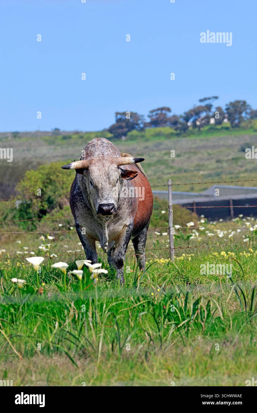 Toro di Nguni , Darling, Provincia del Capo Occidentale, Sudafrica. Foto Stock