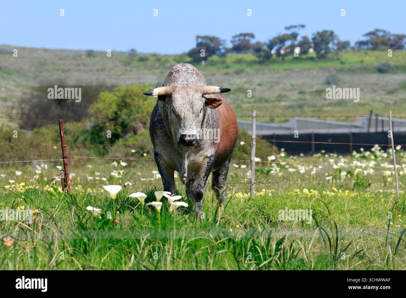 Toro di Nguni , Darling, Provincia del Capo Occidentale, Sudafrica. Foto Stock