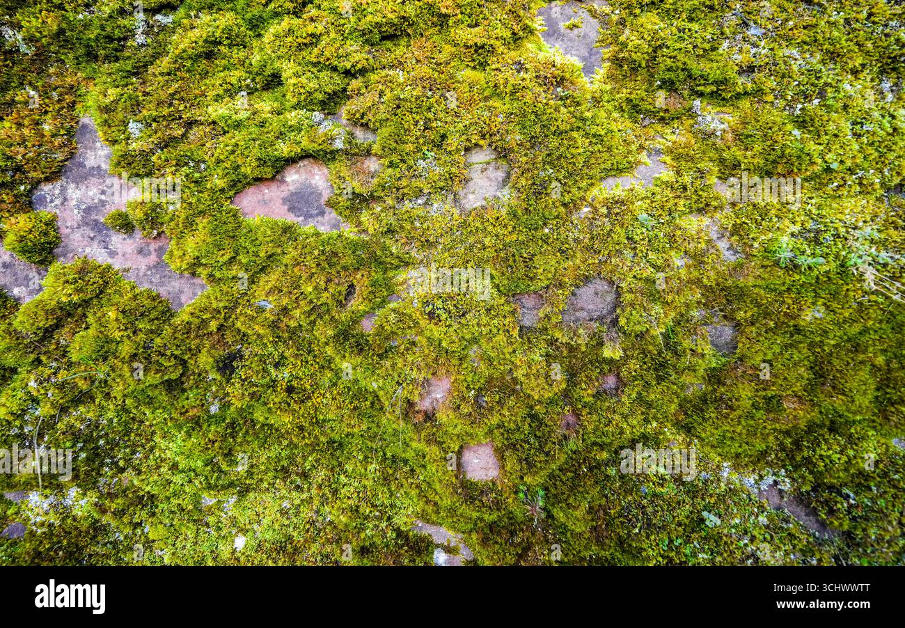Primo piano di muschio verde su terreno roccioso. Foto Stock
