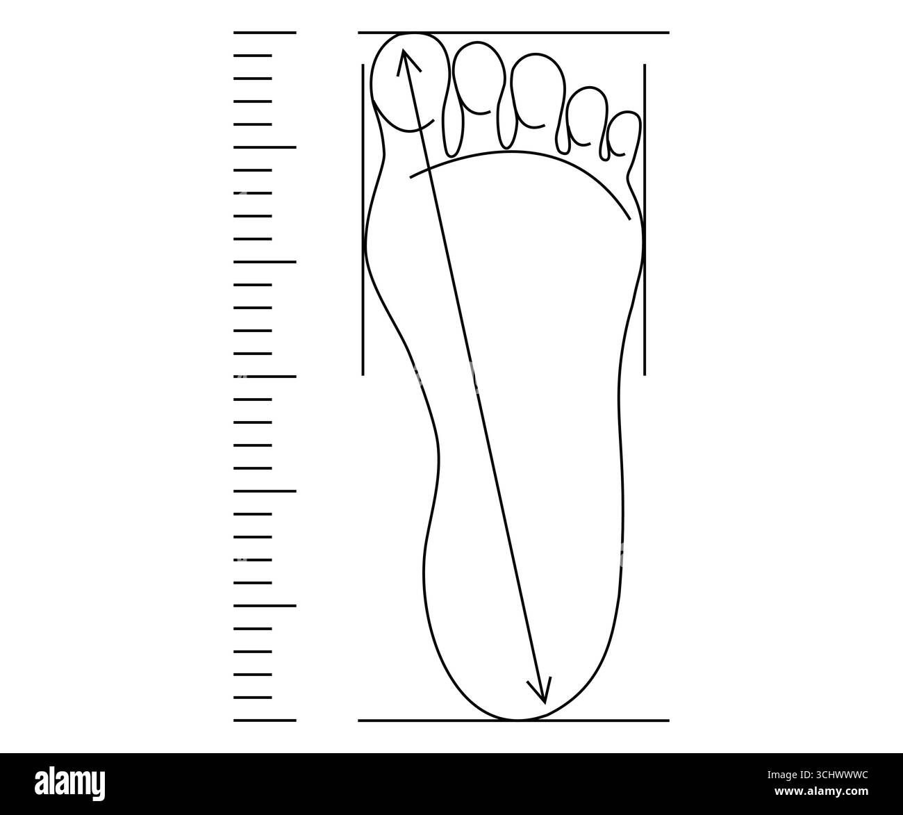 Misura del piede, misura della lunghezza del pattino. Controllo delle calzature. Lunghezza e larghezza del predellino sul righello. Disegno semplice della linea. Illustrazione vettoriale Illustrazione Vettoriale