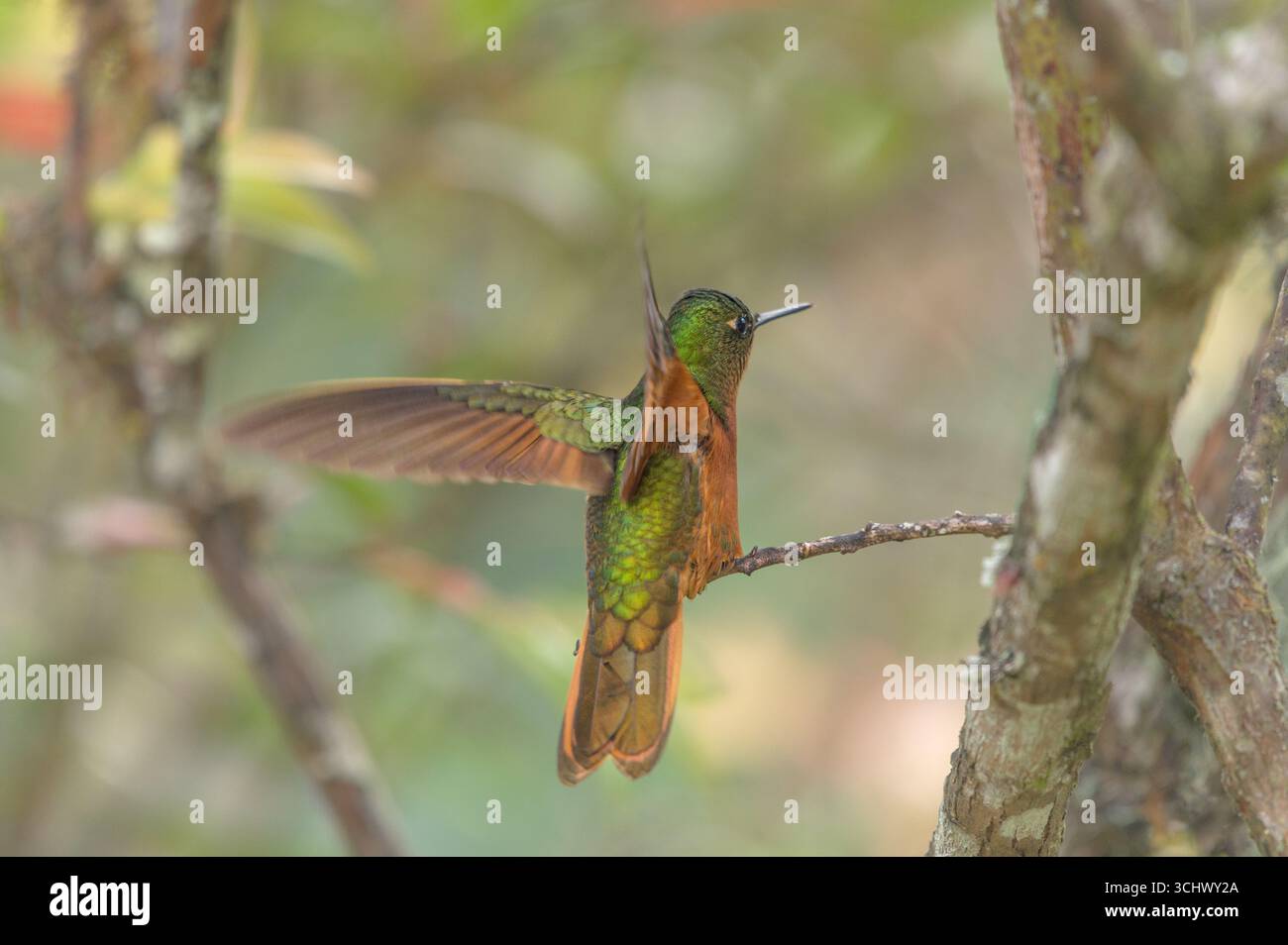 coronetto peruviano di castagno (Boissonneaua matthewsii) arroccato su un ramo con ali aperte Foto Stock