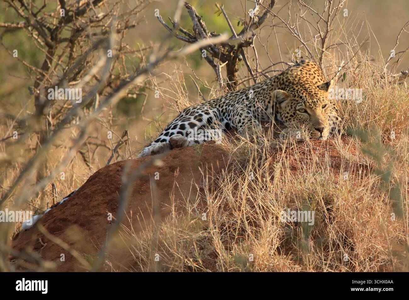 Leopardo che riposa su un banco di sabbia Foto Stock