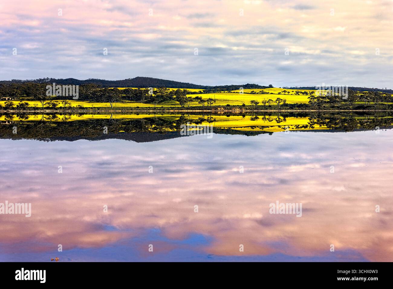 Campo di canola, lago Ninan, Australia Occidentale Foto Stock