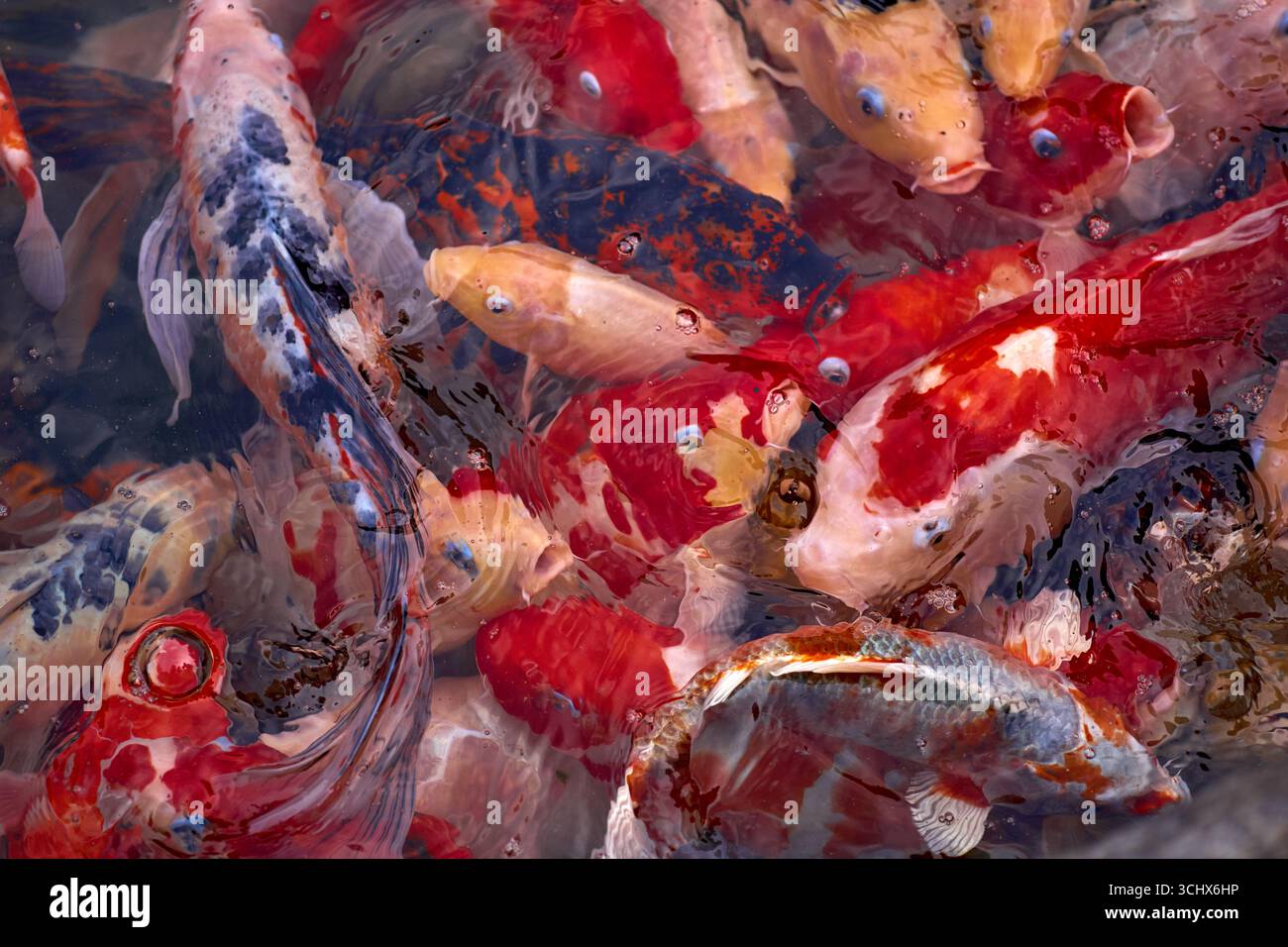 Colorato pesce koi cinese nel Tempio di Daimiao o Tempio dai alla base del Monte Tai, Tai'an, Cina Foto Stock