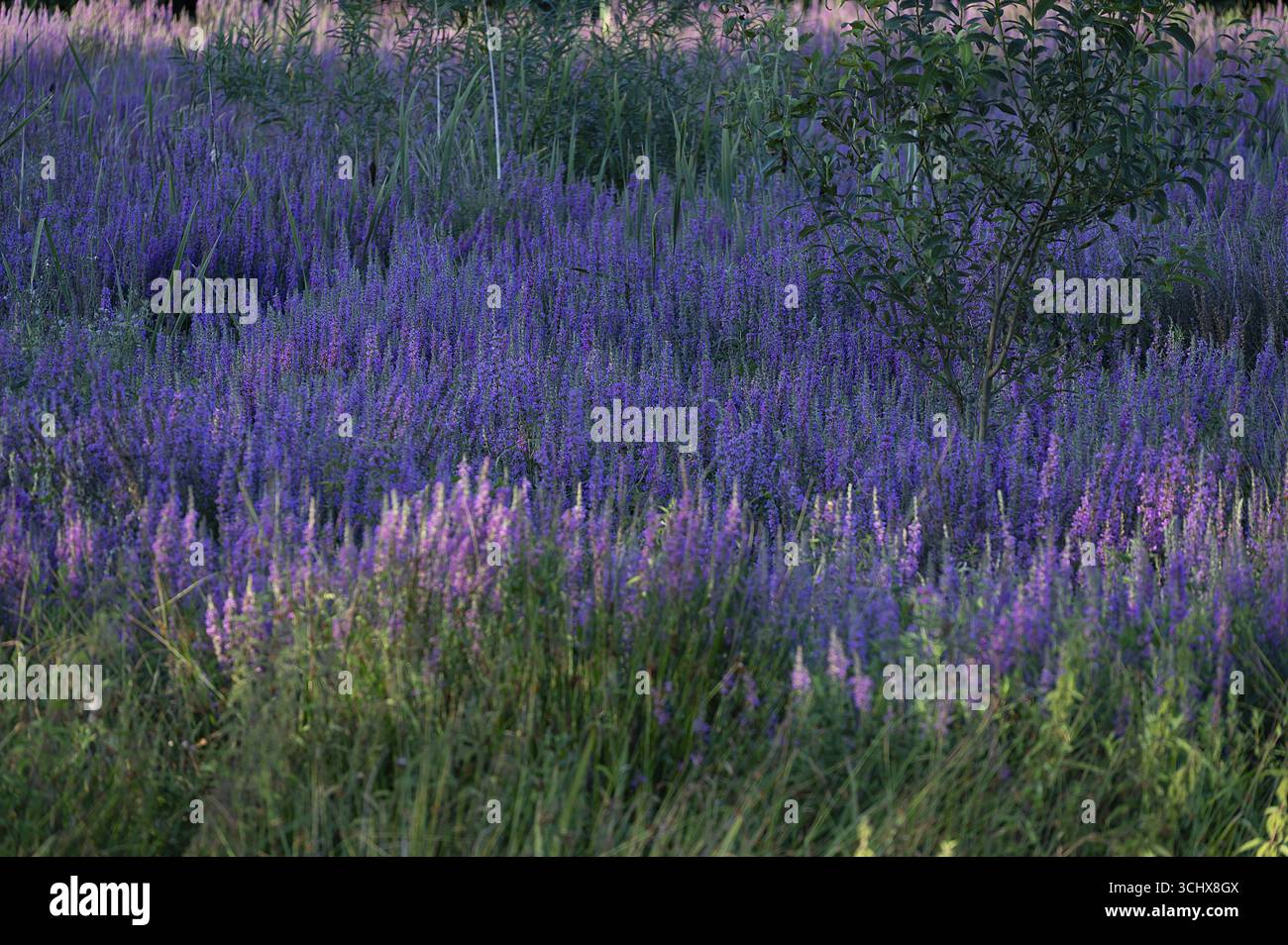 Losestrife viola (Lythrum salicaria) in uno stagno di carpe secche, Eckental, Franconia media, Baviera, Germania Foto Stock
