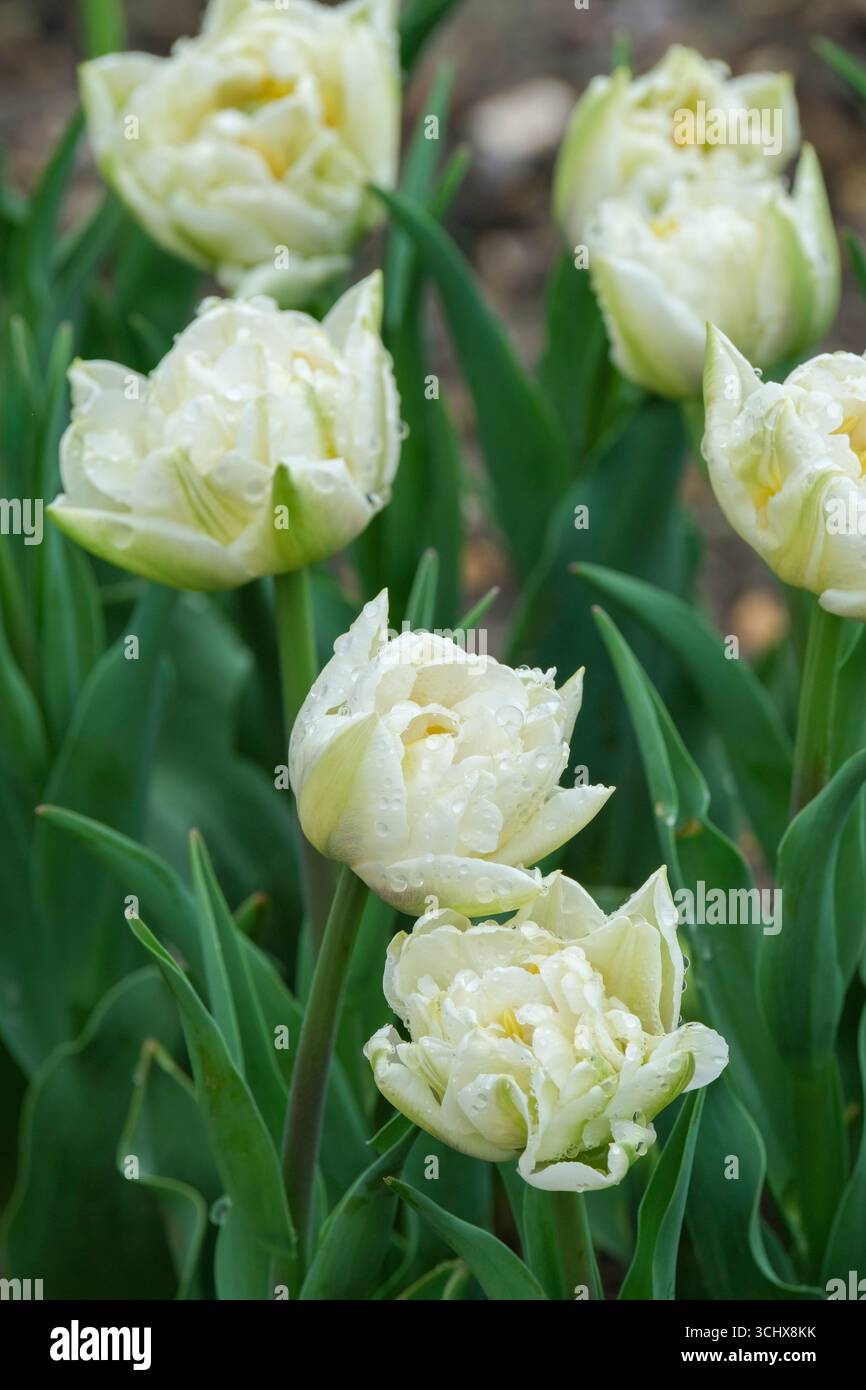 Tulipa Northcap, tulipani Northcap, fiori bianchi cremosi a forma di ciotola ad aprile Foto Stock