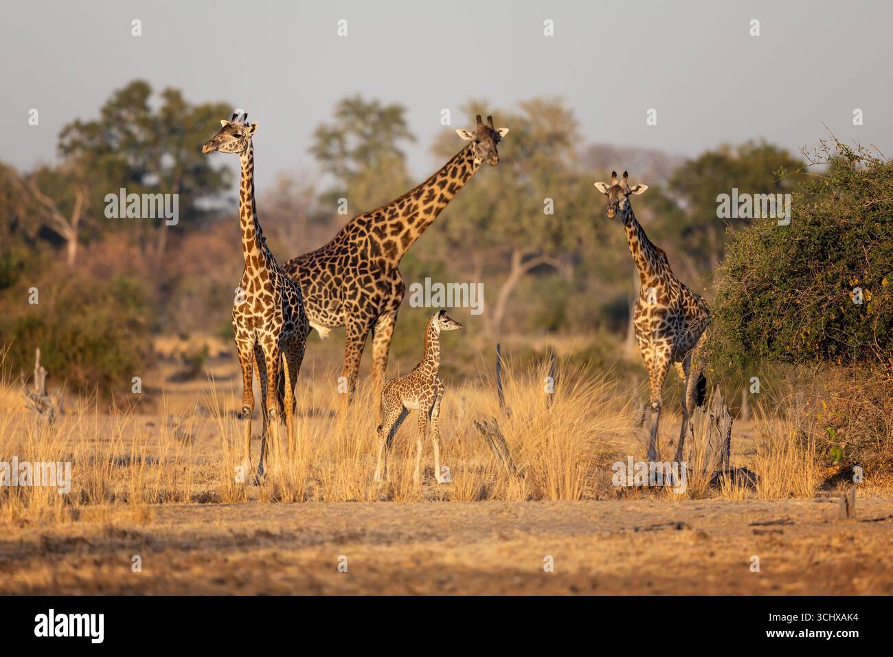 Una madre con il suo neonato nella migliore luce, così come una giraffa maschile e un'altra giovane giraffa - South Luangwa Nationalpark, Zambia, Sud Africa Foto Stock
