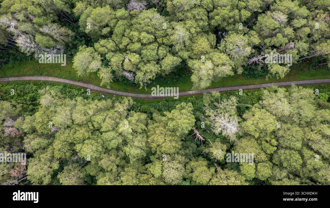 Vista aerea di uno stretto sentiero che serpeggia attraverso una fitta tettoia di alberi verdeggianti, creando un contrasto sorprendente tra il verde naturale e il sentiero artificiale, Soppeng, Sulawesi Selatan, Indonesia. Foto Stock
