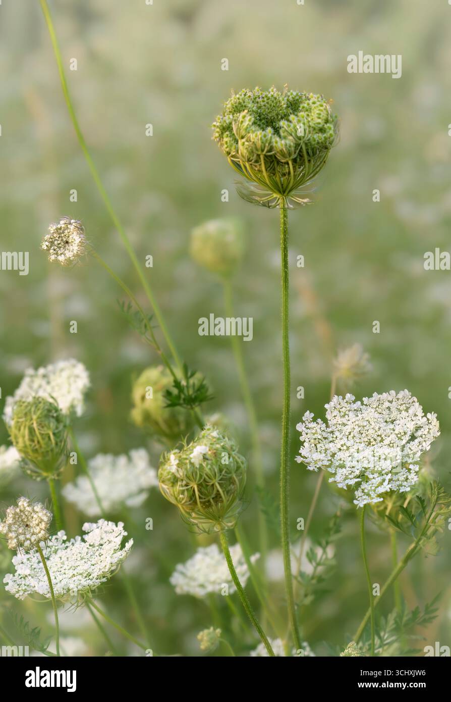 Carota selvatica che cresce nei boschi locali di Bristol, chiamata anche pizzo della regina Anna (Daucus carota) Foto Stock