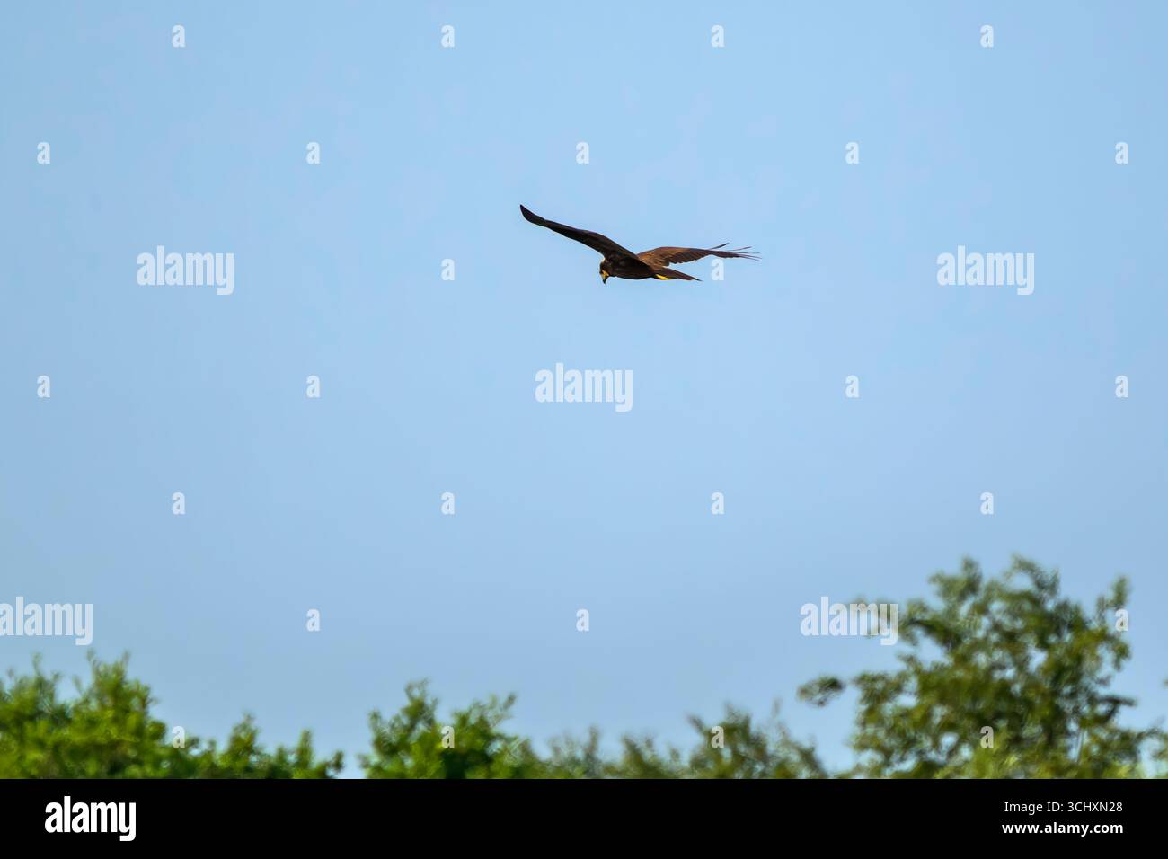 Marsh Harrier donna che vola in alto sui livelli del Somerset alla ricerca del suo prossimo pasto Foto Stock