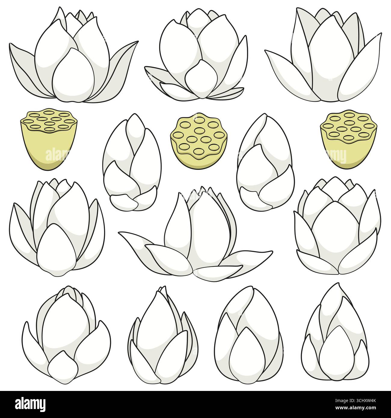 Serie di illustrazioni a colori con giglio d'acqua bianca e loto. Oggetti vettoriali isolati su sfondo bianco. Illustrazione Vettoriale