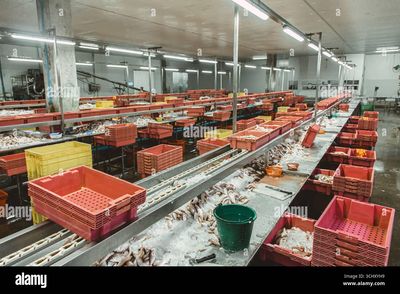 Sala della linea di processo di rifilatura del pesce nella manifattura di lattine di pesce, stabilimento della fabbrica di alimenti di mare nel sud-est asiatico Foto Stock