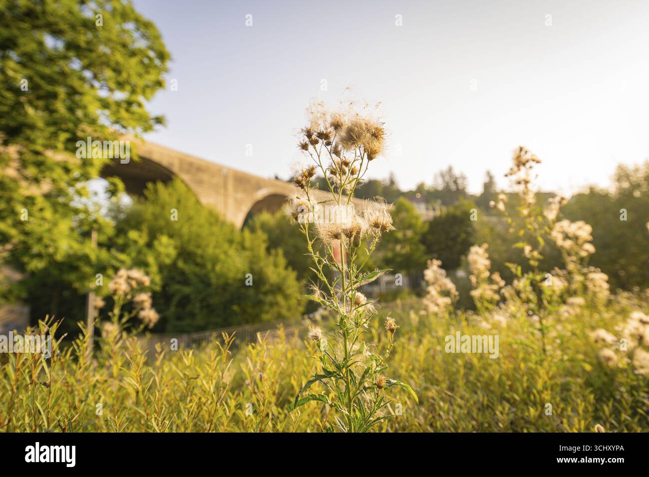 Fiori in fiore in primo piano, di fronte a un ponte con il sole, la piccola città di Perle Nagold, Foresta Nera, Germania Foto Stock