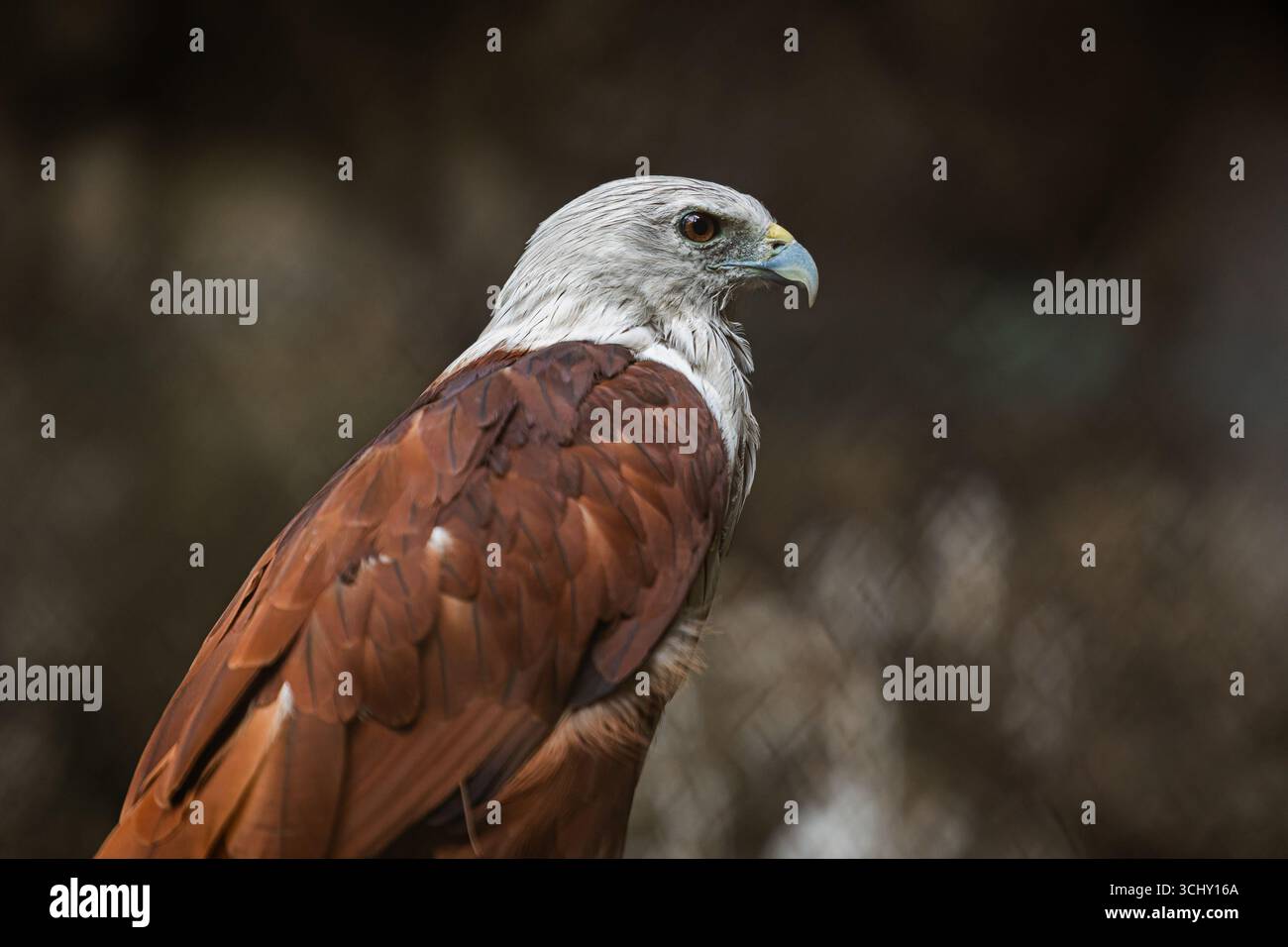 Brahminy Kite, Haliastur indus, piccola aquila di falco rosso, Predator Bird of Prey nel sud-est asiatico Foto Stock