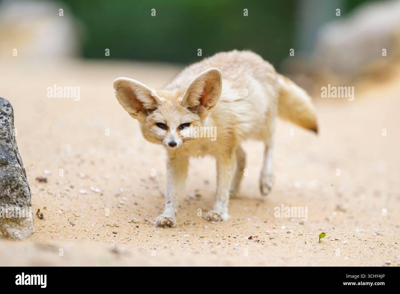 Volpe fennec (fennecus zerda, Vulpes zerda), passeggiate su terreni sabbiosi, vista frontale Foto Stock