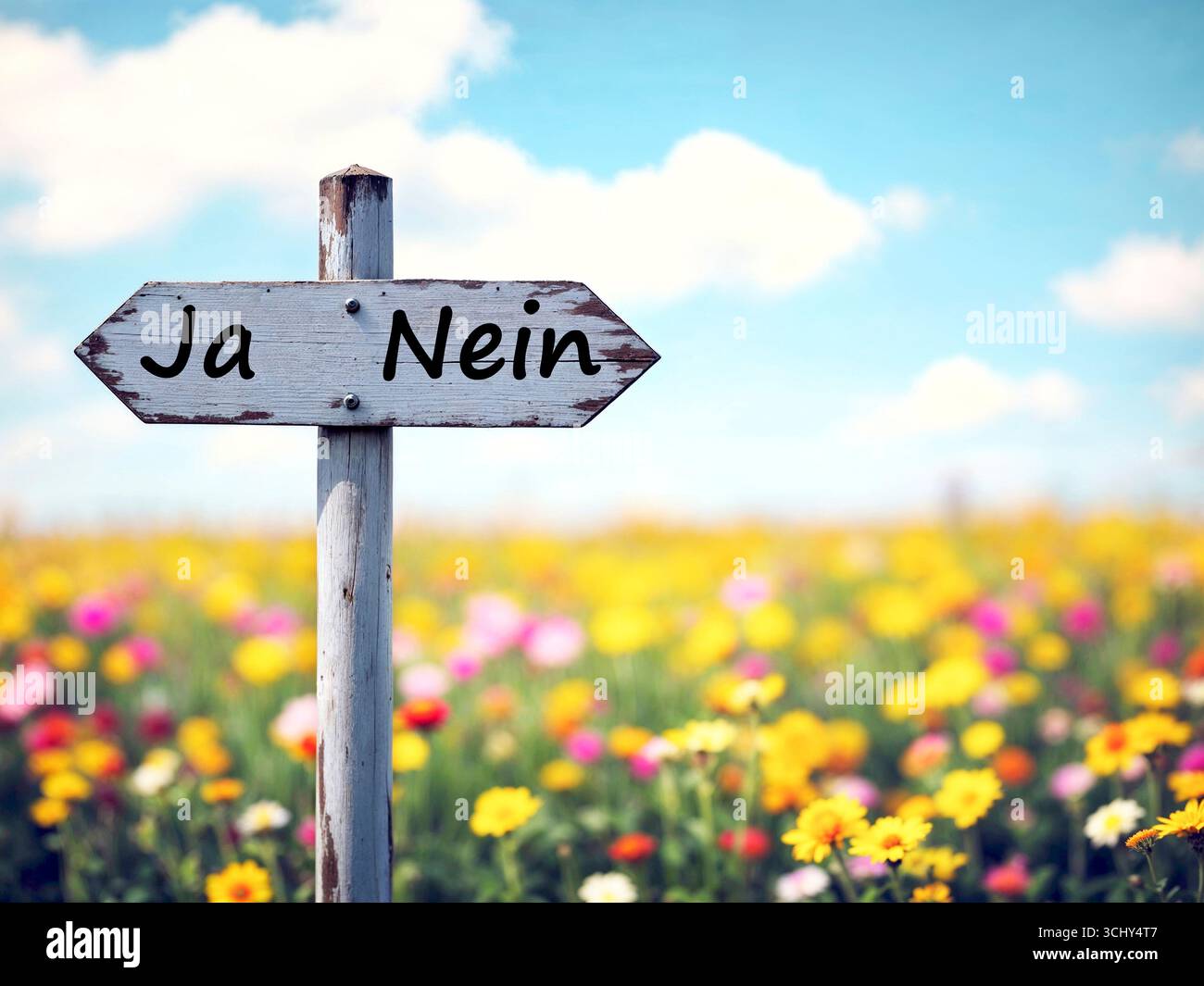 Segnare in un prato fiorito che indica in direzioni diverse: Sì o no, composizione, Germania Foto Stock