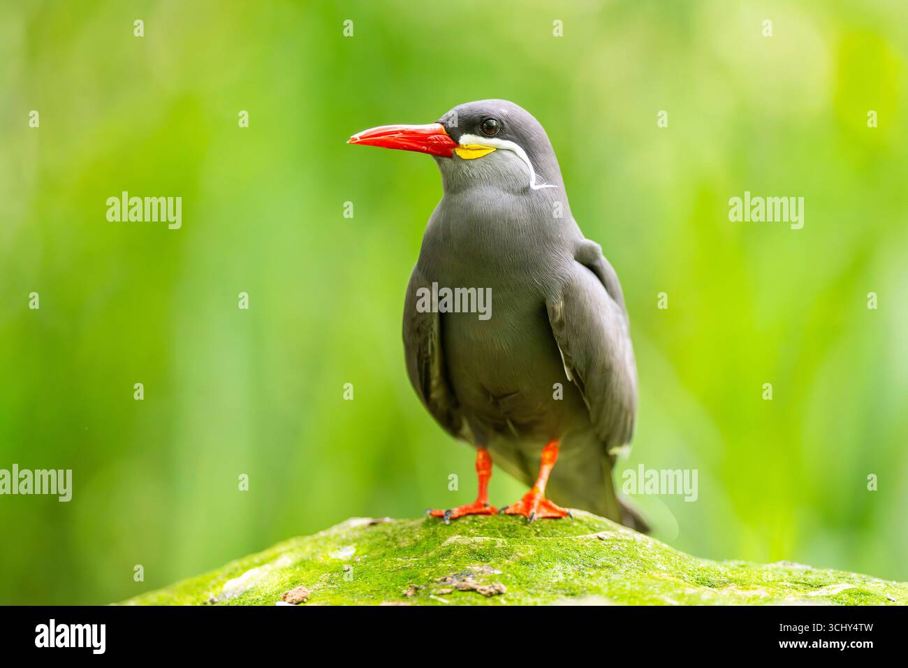 Terna inca, terna inca (Larosterna inca), appollaiata su una roccia muschiata Foto Stock