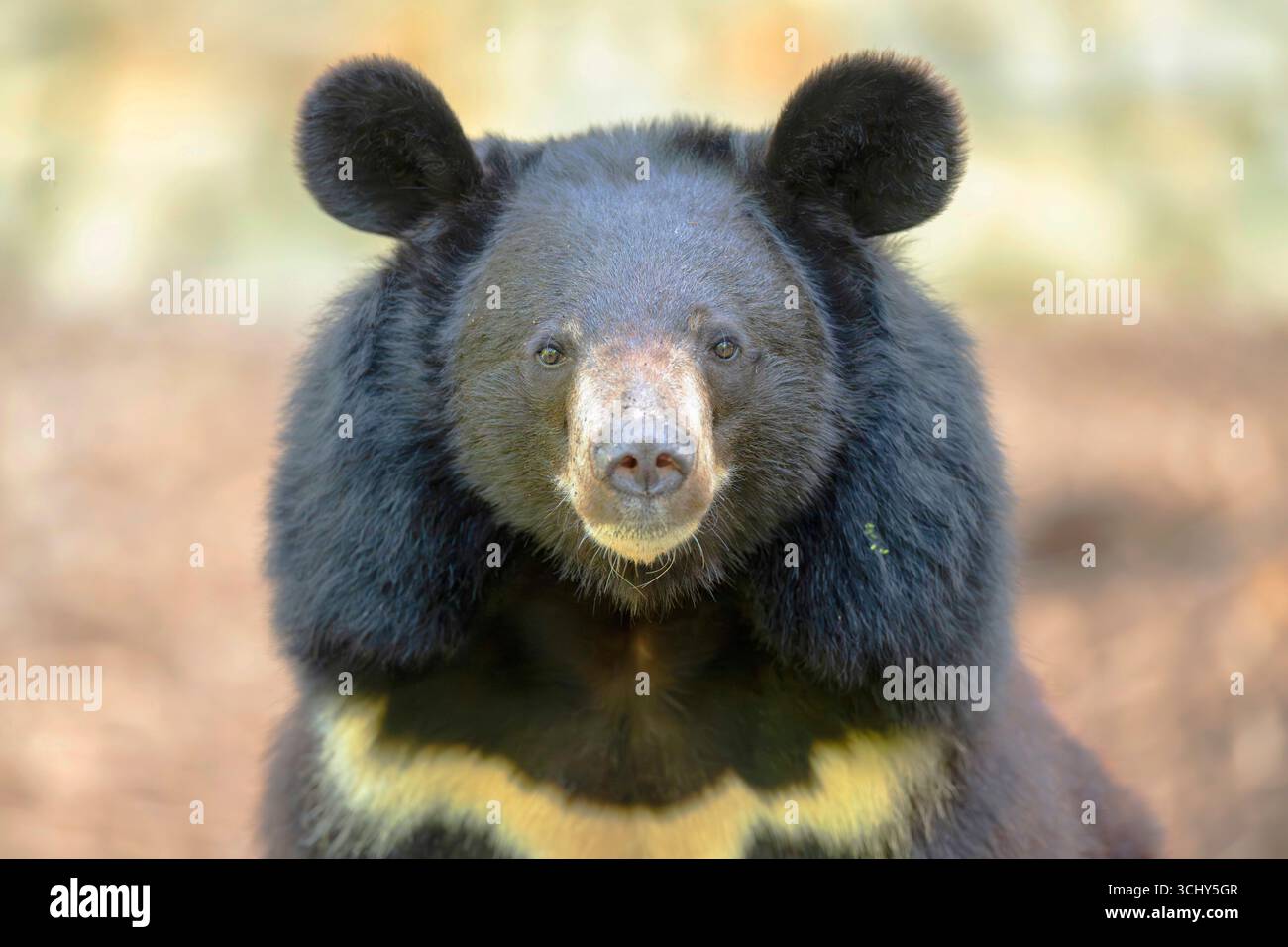 Orso nero americano, orso nero (Ursus americanus), ritratto, guardando verso la fotocamera Foto Stock