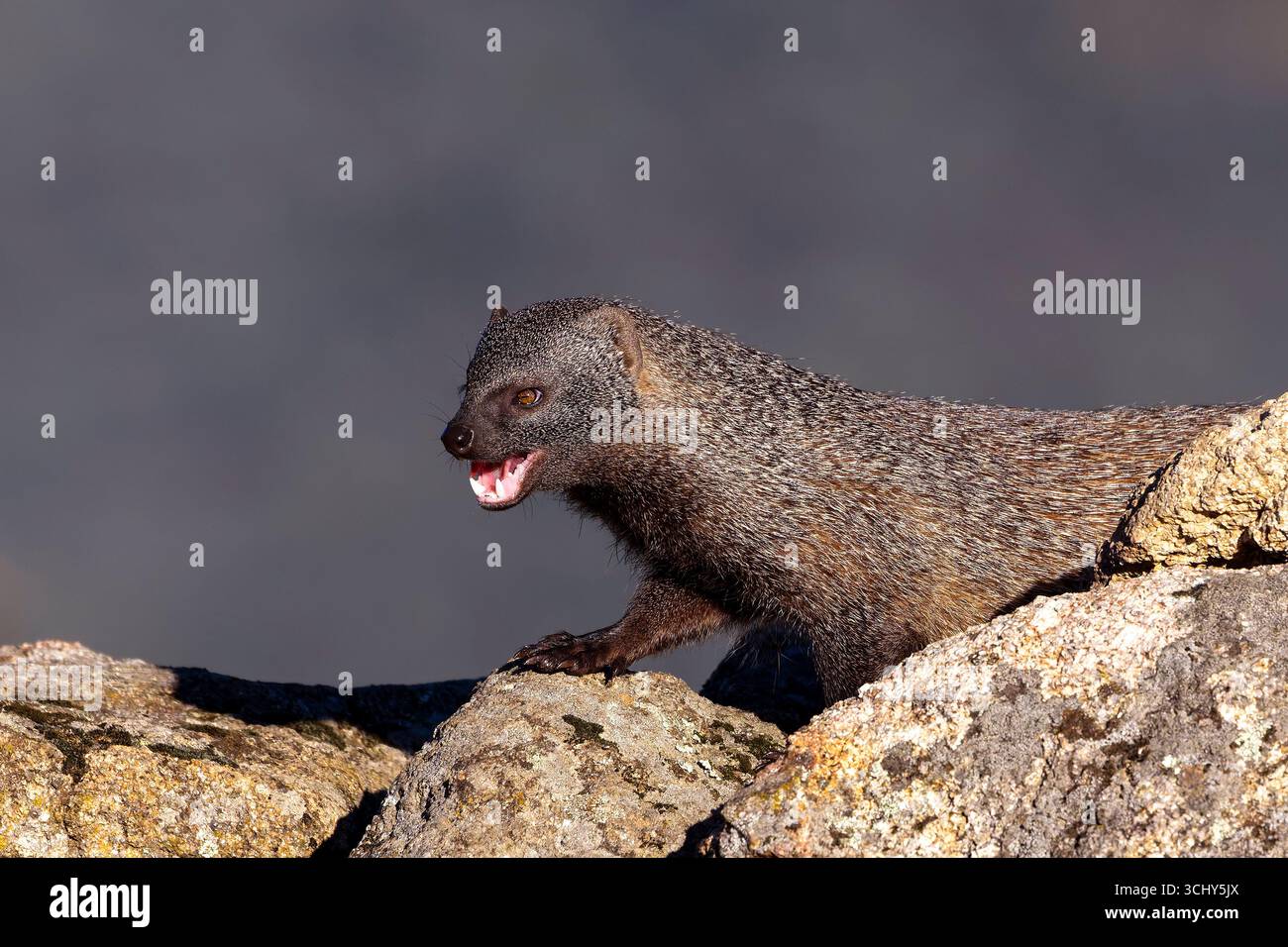 Mangusta egiziana (Herpestes ichneumon), in piedi con la bocca aperta dietro un muro di pietra, Spagna, Castiglia-la Mancha, Navalca Foto Stock