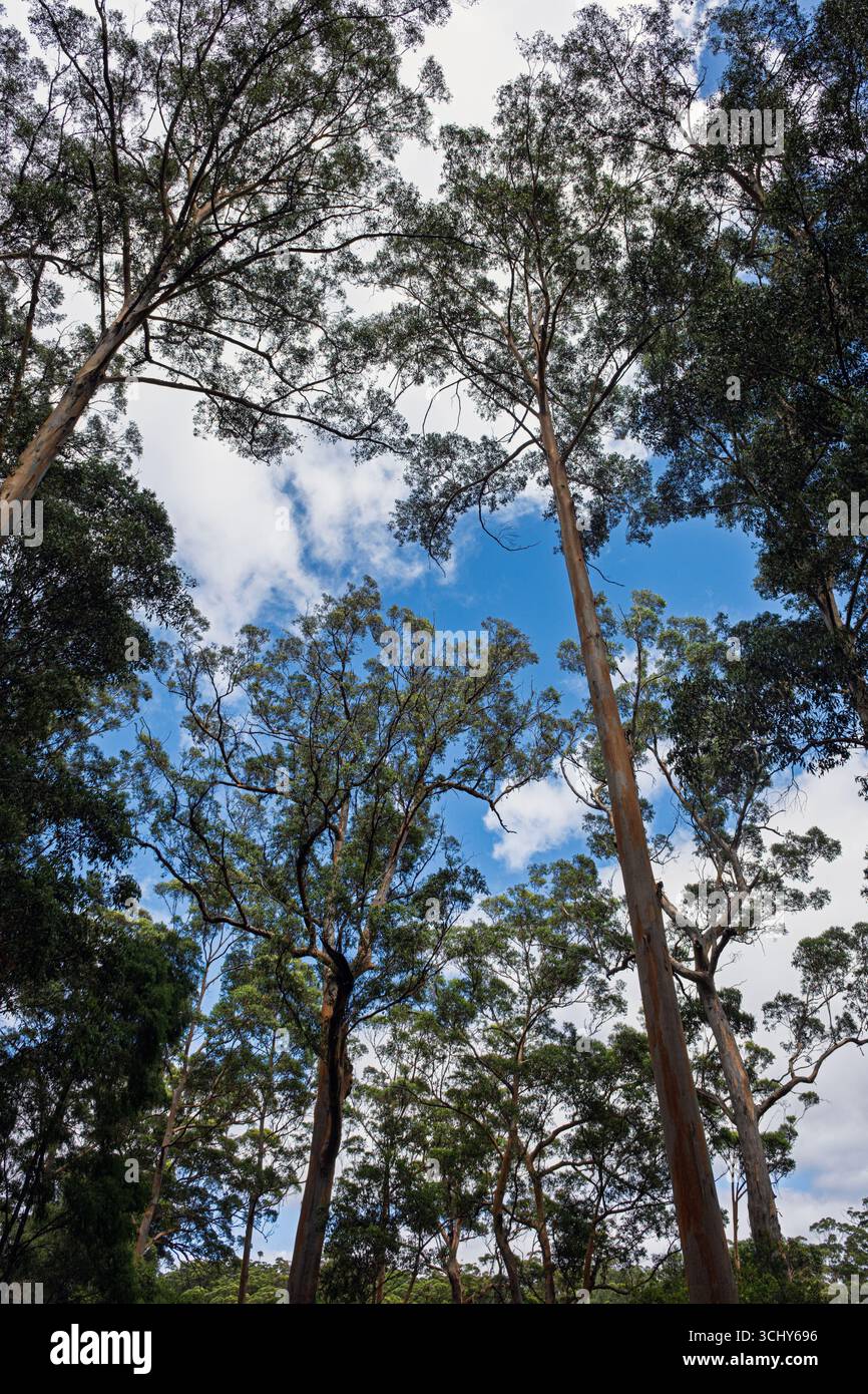 Alberi di Karri nel Gloucester National Park vicino a Pemberton, Australia Occidentale. Gli alberi di Karri sono le specie di legno duro più alte del mondo. Sono endemiche Foto Stock