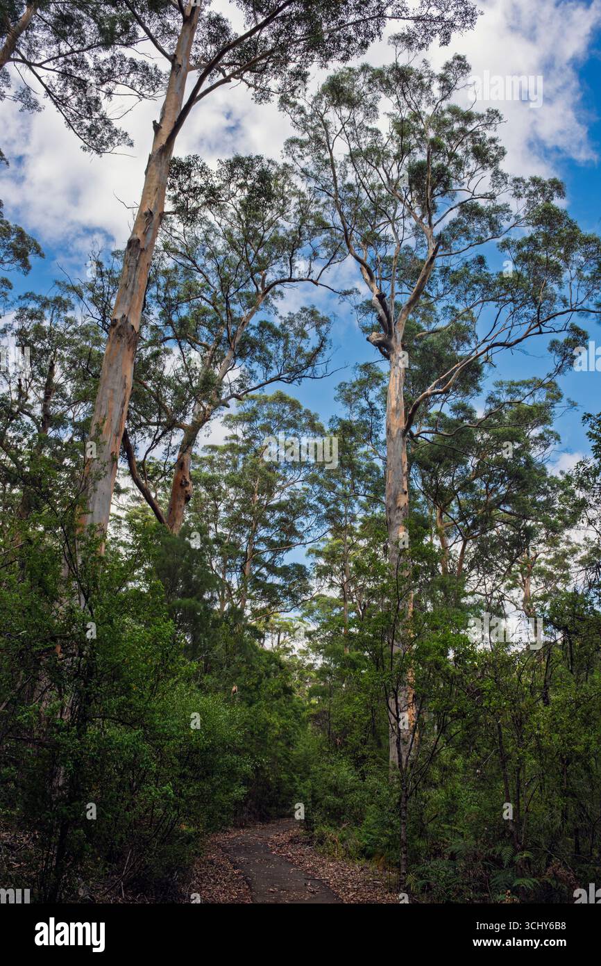 Alberi di Karri nel Gloucester National Park vicino a Pemberton, Australia Occidentale. Gli alberi di Karri sono le specie di legno duro più alte del mondo. Sono endemiche Foto Stock