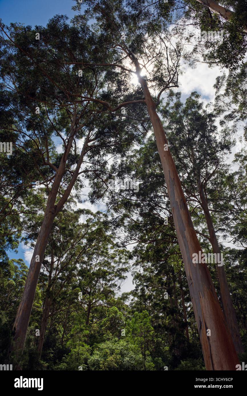 Alberi di Karri nel Gloucester National Park vicino a Pemberton, Australia Occidentale. Gli alberi di Karri sono le specie di legno duro più alte del mondo. Sono endemiche Foto Stock