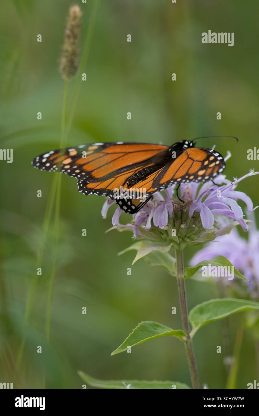 Monarch Butterfly atterrò su un fiore di balsamo selvatico di api a New York Foto Stock