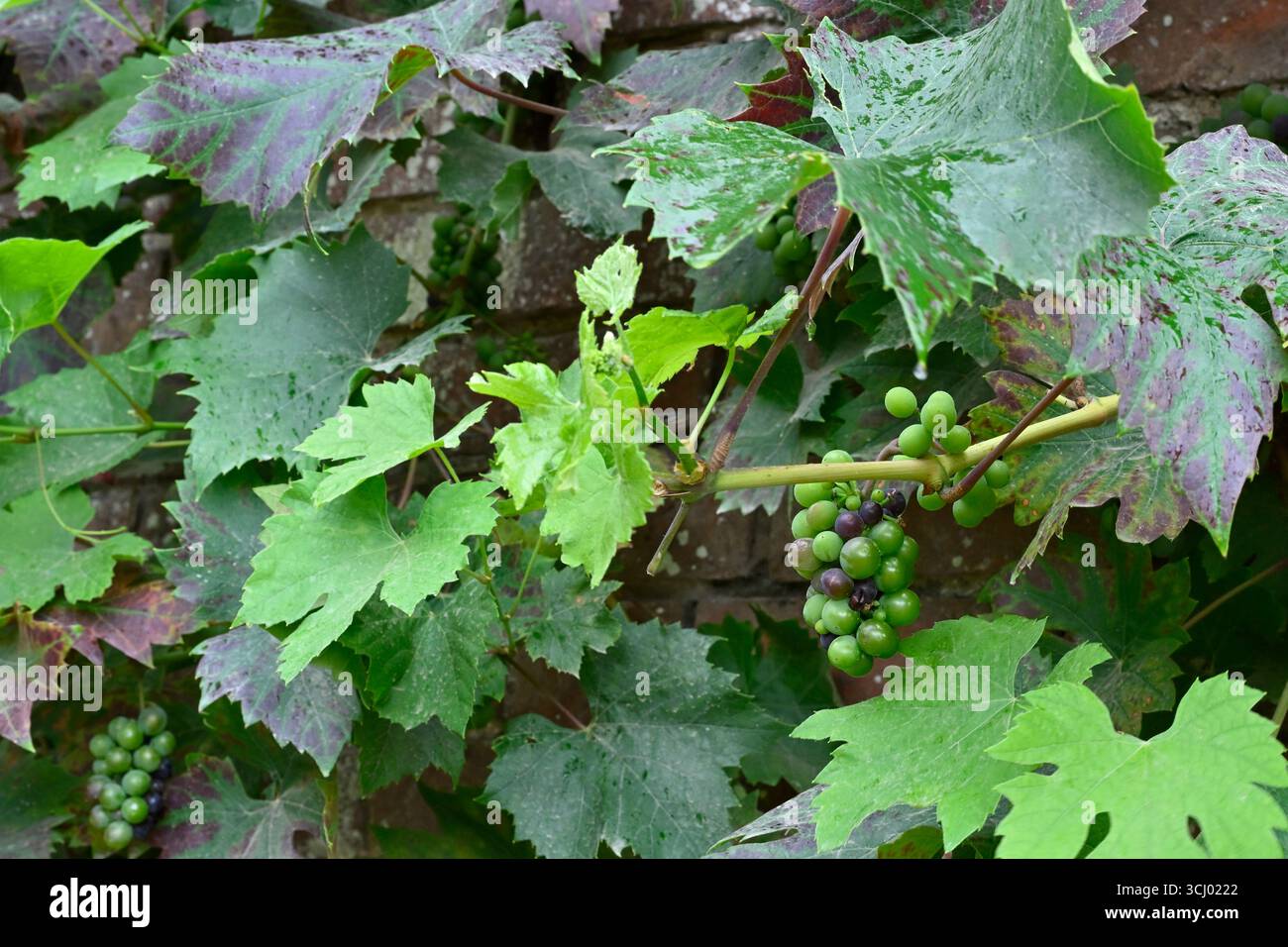 Frutta e fogliame di vite vitis vinifera Brandt su giardino parete UK agosto Foto Stock
