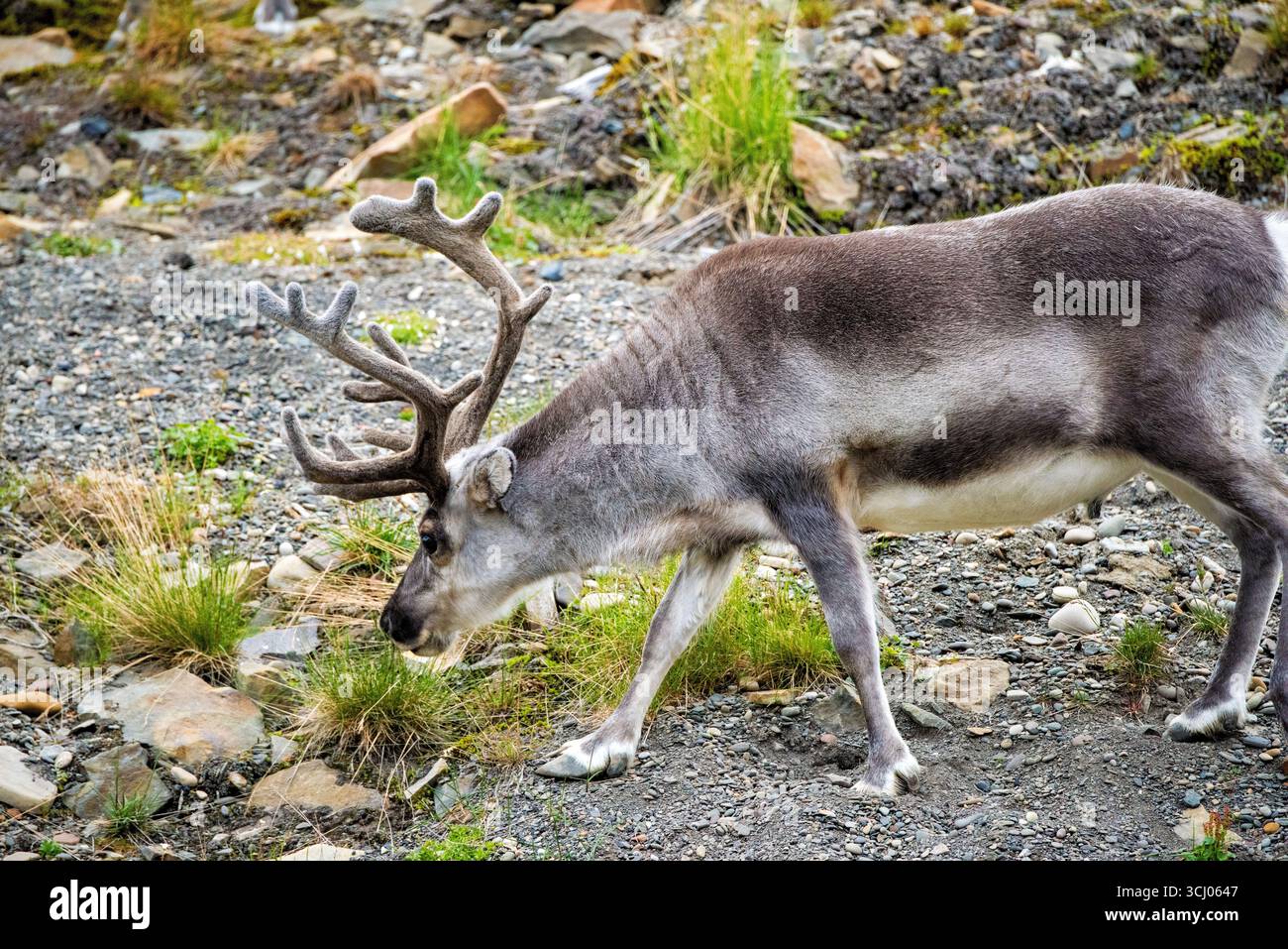Renna delle Svalbard a Longyearbyen Norvegia delle Svalbard // LONGYEARBYEN, Svalbard e Jan Mayen — Una renna delle Svalbard (Rangifer tarandus platyrhynchus) passeggiate attraverso terreni rocciosi. Questa sottospecie di renne è endemica dell'arcipelago delle Svalbard, un gruppo di isole situato nell'Oceano Artico. Le renne delle Svalbard sono le più piccole di tutte le sottospecie di renne, adattate al clima rigido e freddo dell'alto Artico. Sono uno spettacolo comune dentro e intorno a Longyearbyen, il più grande insediamento e centro amministrativo delle Svalbard. L'arcipelago è noto per la sua fauna selvatica unica e i suggestivi paesaggi polari. Foto Stock