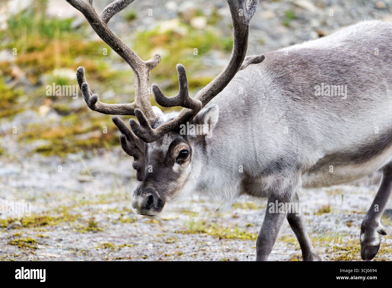 Renna a Longyearbyen Svalbard Norvegia // LONGYEARBYEN, Svalbard — Una renna, una sottospecie della renna eurasiatica (Rangifer tarandus platyrhynchus), passeggiate attraverso la vegetazione sparsa a Longyearbyen, Svalbard, un arcipelago situato nell'Oceano Artico. Questo è l'insediamento più settentrionale del mondo, situato nel territorio norvegese delle Svalbard e Jan Mayen. Le renne sono ben adattate al rigido clima artico, con pellicce spesse e zoccoli specializzati per attraversare neve e ghiaccio. La renna delle Svalbard è endemica dell'arcipelago delle Svalbard ed è nota per le sue dimensioni più piccole rispetto alla renna principale Foto Stock