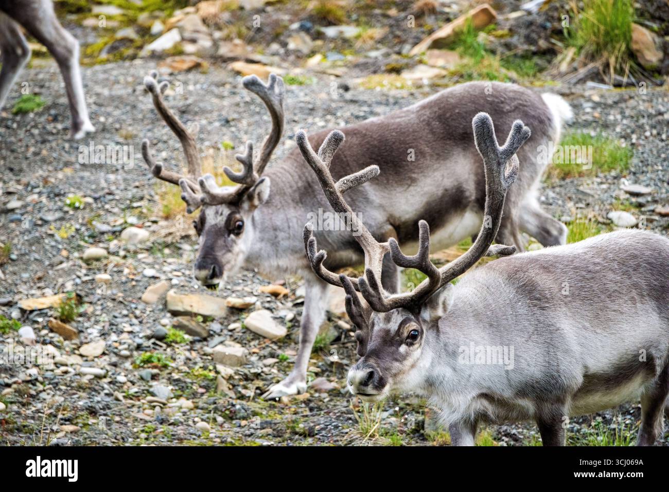 Renne a Longyearbyen Svalbard Norvegia // LONGYEARBYEN, Svalbard — due renne delle Svalbard (Rangifer tarandus platyrhynchus) sono raffigurate nel loro habitat naturale. La renna delle Svalbard è una sottospecie di renna endemica dell'arcipelago delle Svalbard. Questi animali sono ben adattati all'ambiente artico, possiedono pellicce spesse e un'ampia dieta di erbe, muschi e licheni. Longyearbyen è il centro amministrativo e il più grande insediamento sull'arcipelago delle Svalbard, situato nell'Oceano Artico. L'arcipelago è conosciuto per la sua fauna selvatica unica e per i suoi paesaggi senza alberi. Foto Stock
