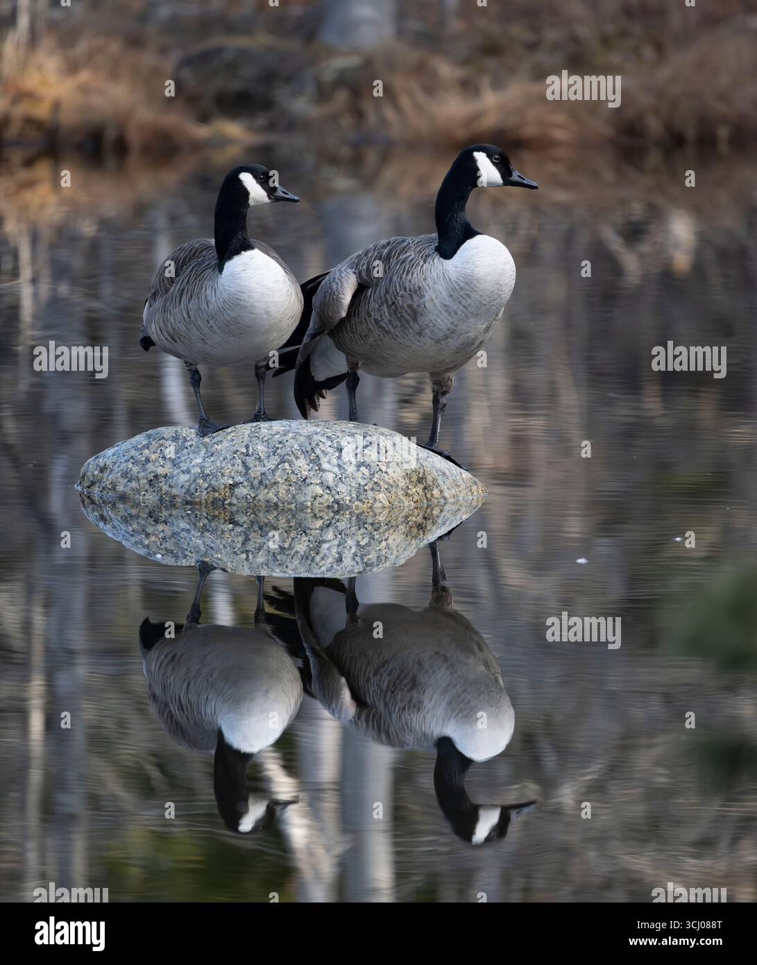 Canada Goose (Branta canadensis). Oche riposano nell'Acadia National Park, Maine, Stati Uniti. Fine maggio. Foto Stock