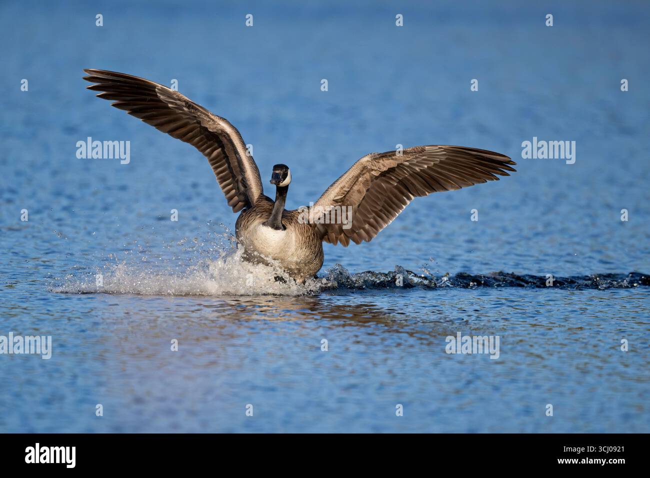 Sbarco dell'oca canadese (Branta canadensis). Maggio nell'Acadia National Park, Maine, Stati Uniti. Foto Stock