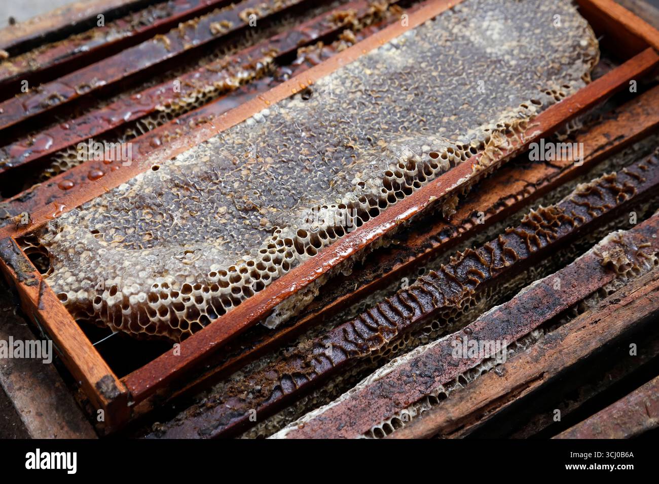 Immagine di scatole con favi freschi, perfette per progetti di apicoltura, produzione naturale, alimenti sani e sostenibilità ambientale Foto Stock