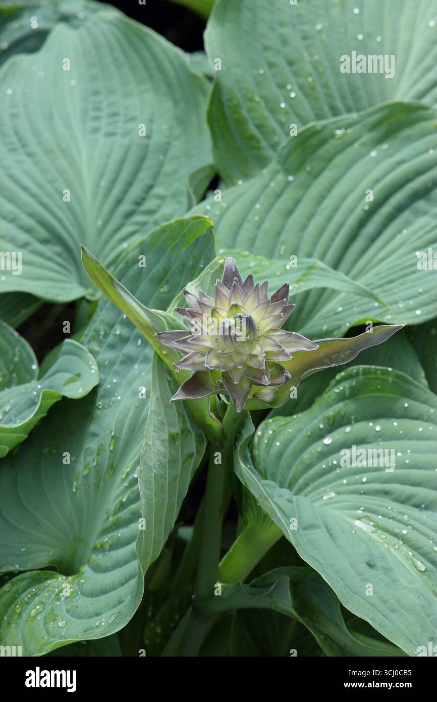 Hosta Blue Angel. Foglie grigio blu ondulato di Hosta Blue Angel (sieboldiana), un giglio pianeggiante con fiori emergenti in tarda primavera. REGNO UNITO Foto Stock