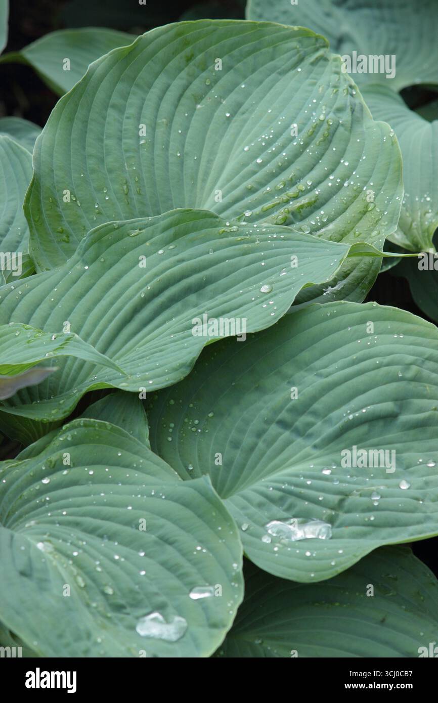Hosta Blue Angel. Foglie grigio blu ondulato di Hosta Blue Angel (sieboldiana), un giglio pianeggiante con fiori emergenti in tarda primavera. REGNO UNITO Foto Stock