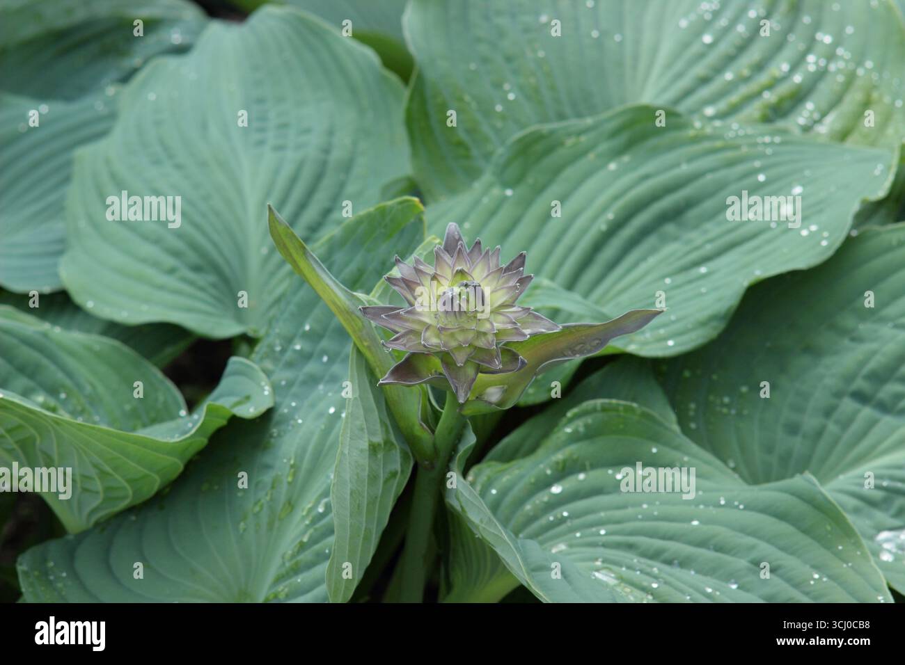 Hosta Blue Angel. Foglie grigio blu ondulato di Hosta Blue Angel (sieboldiana), un giglio pianeggiante con fiori emergenti in tarda primavera. REGNO UNITO Foto Stock