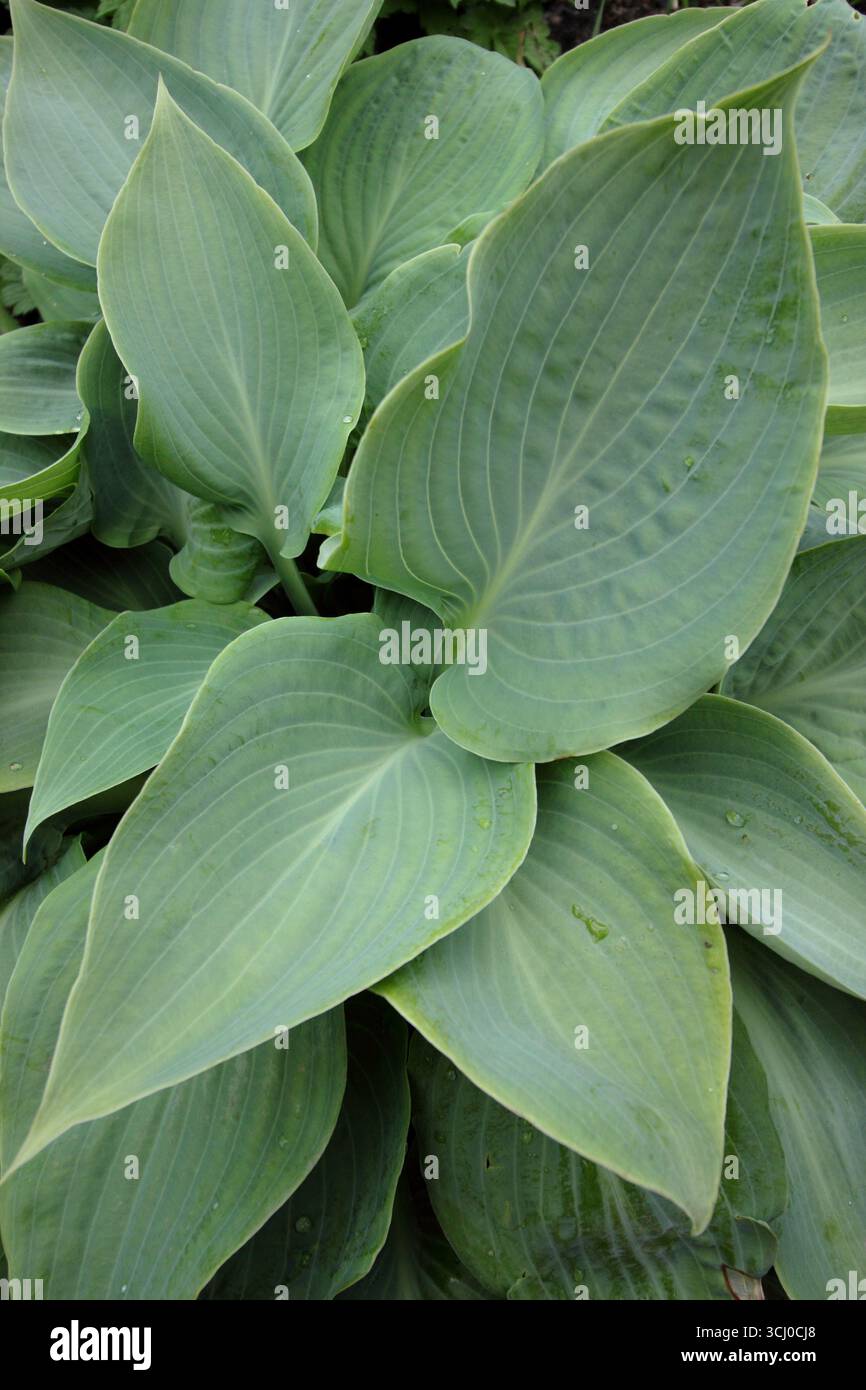 Hosta Bedford Blue. Denso fogliame verde blu di Hosta 'Bedford Blue', una pianta di giglio piantana in primavera. Foto Stock