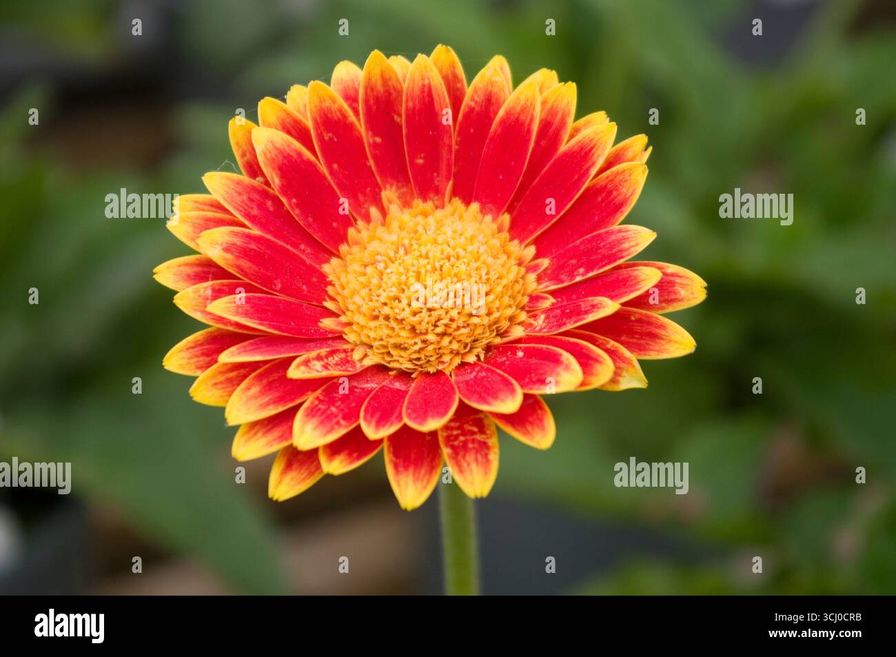 Gerbera Garvinea "Sweet Blaze" Foto Stock