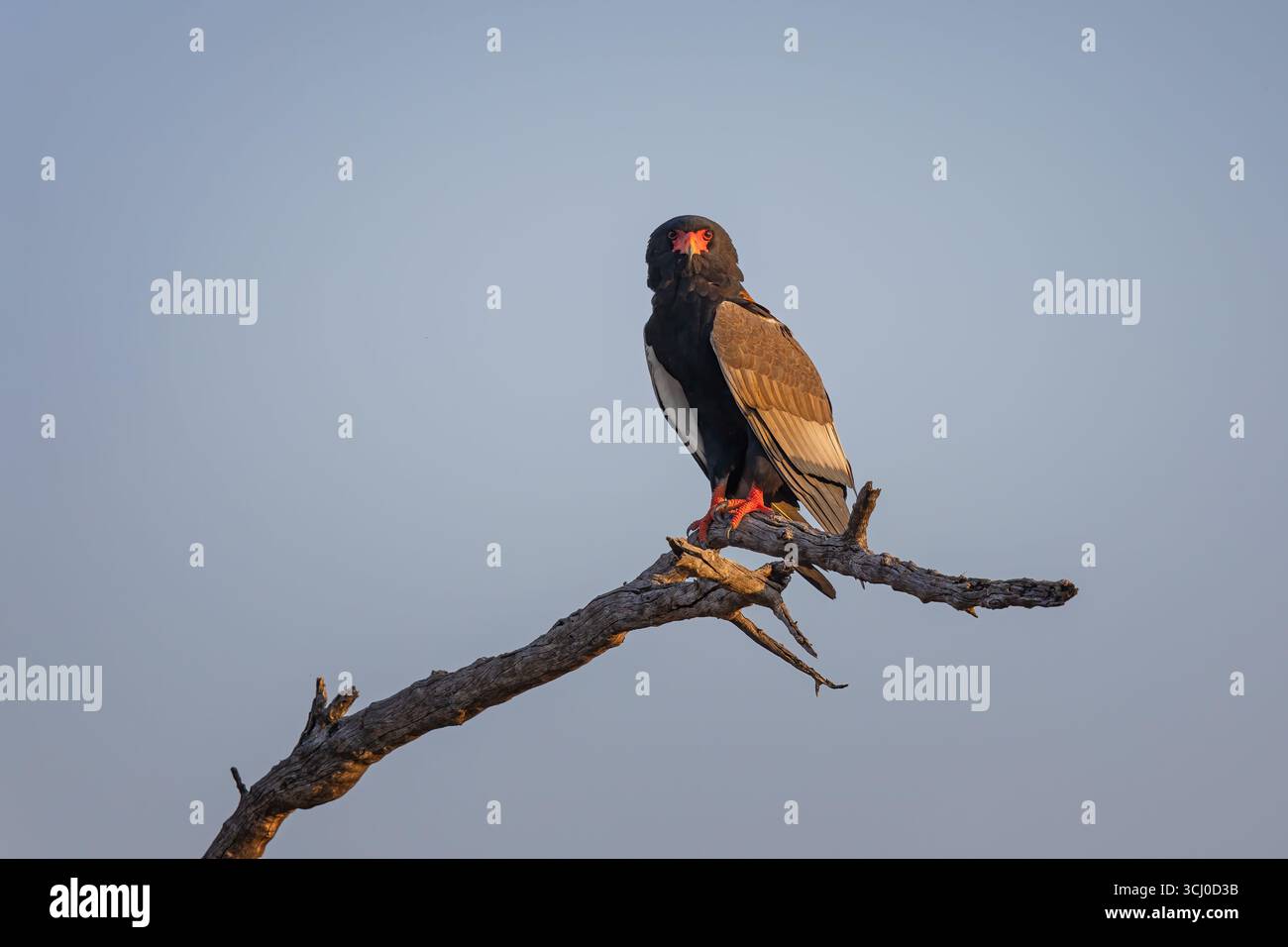 Un'aquila Bateleur si trova sul ramo morto di un albero e guarda nella telecamera - Moremi Game Reserve, Botswana, Africa meridionale Foto Stock